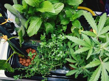 Close-up of plants growing in greenhouse