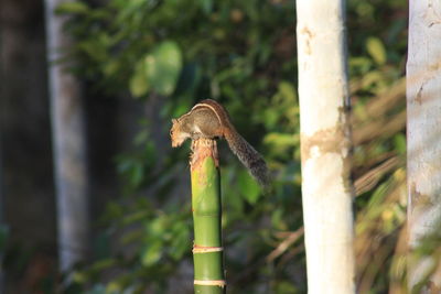 Close-up of lizard on metal pole