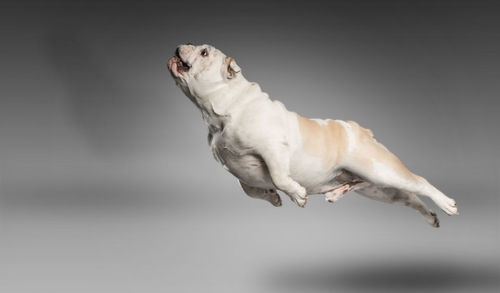 Dog jumping in the air