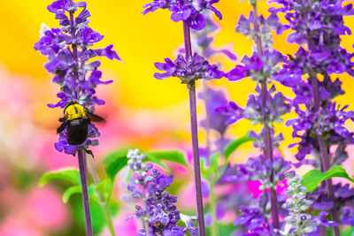 Close-up of bee pollinating on purple flowering plant