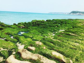 Scenic view of sea against clear sky