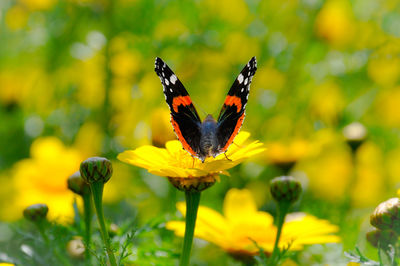 Close-up of butterfly pollinating on yellow flower