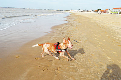 Dog on beach