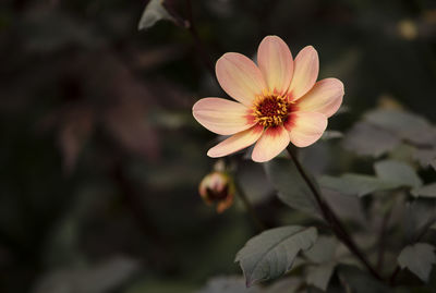 Close-up of flowering plant