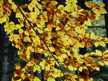 Full frame shot of yellow leaves on tree