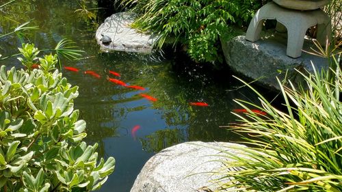 High angle view of pond