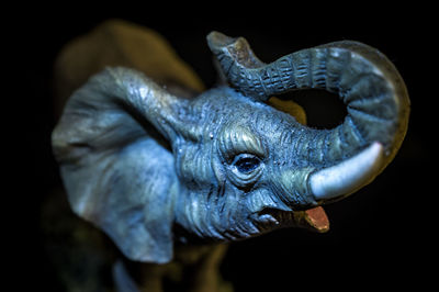 Close-up of snake against black background