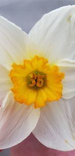 Macro shot of yellow daffodil flower