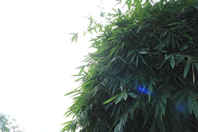 Low angle view of leaves on tree