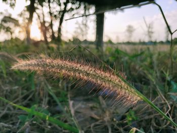 Close-up of grass on field against sky