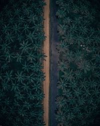 High angle view of succulent plants on field