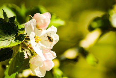 Close-up of insect on flower