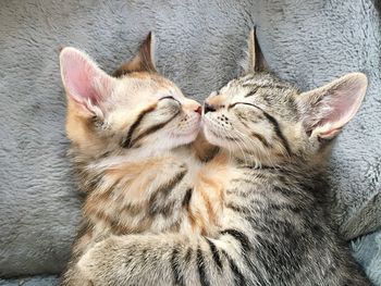 Close-up of cats sleeping