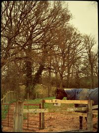 Bare tree behind fence