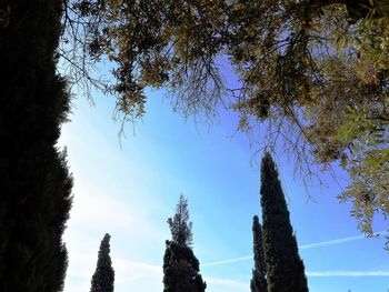 Low angle view of trees against blue sky