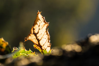 Close-up of dry leaves on plant during autumn