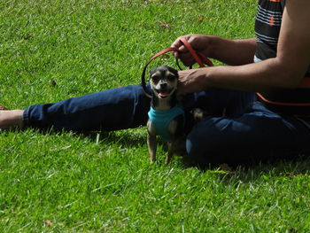 Dog on grassy field