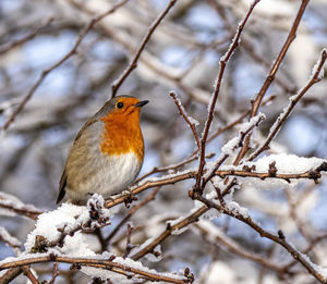 Close-up of a bird perching on branch