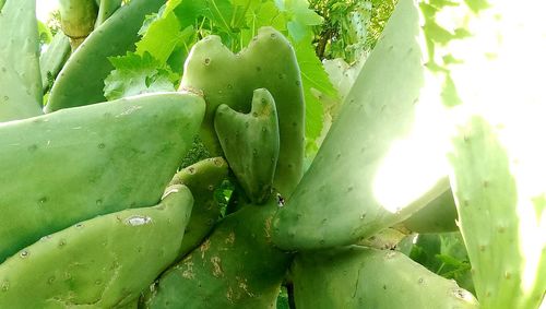 Full frame shot of prickly pear cactus