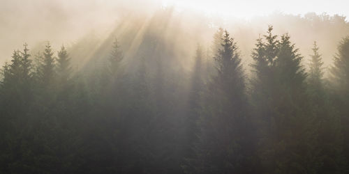 Trees in forest against sky