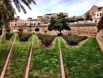 View of trees and buildings