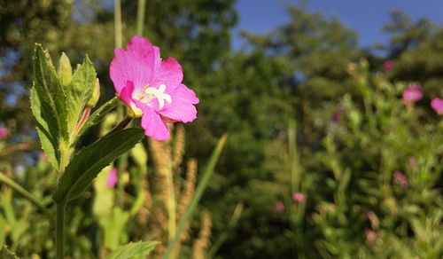 flower