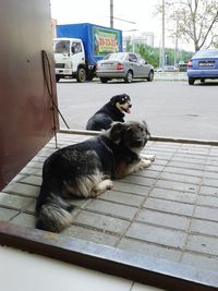 Dog resting on road