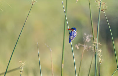 Bird perching on a plant