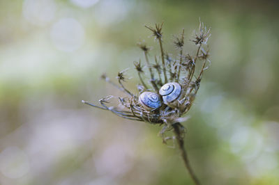 Close-up of insect on plant