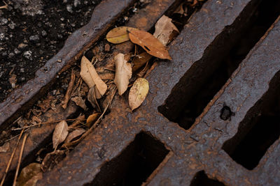 Close-up of wood