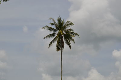 Low angle view of palm tree against sky