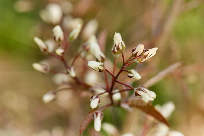 Close-up of cherry blossom on tree