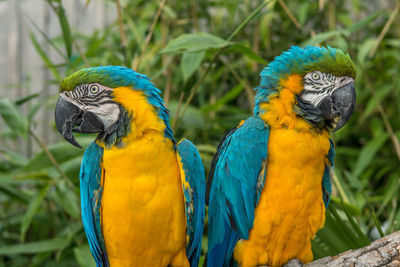 Close-up of gold and blue macaws perching on branch