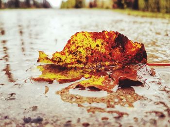 Close-up of leaf in water