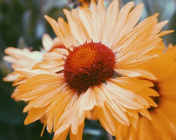 Close-up of orange flower