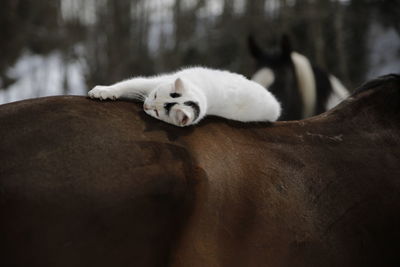 Close-up of cat sleeping