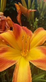 Close-up of yellow flower