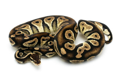 Close-up of snake against white background