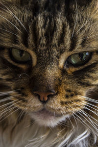 Close-up portrait of a cat