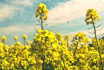 Close-up of yellow flowering plants on field