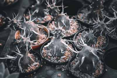 High angle view of succulent plant