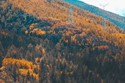 Scenic view of forest during autumn