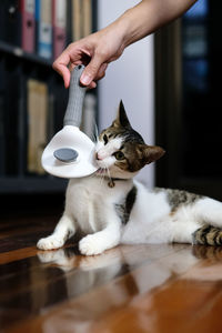 Close-up of cat sitting on floor