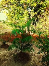 Plants growing on land