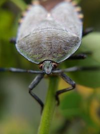 Close-up of insect on leaf