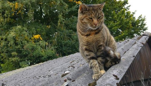 Cat sitting on a tree