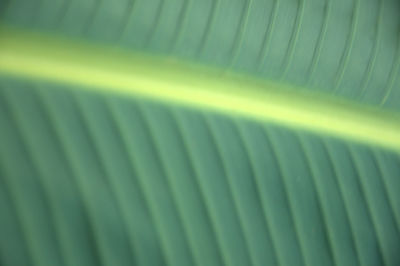 Full frame shot of palm leaf