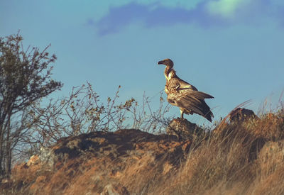 A lone cape vulture 