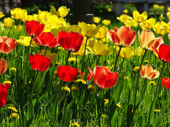 Close-up of red tulips in field