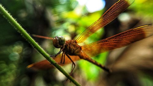 Close-up of dragonfly on plant